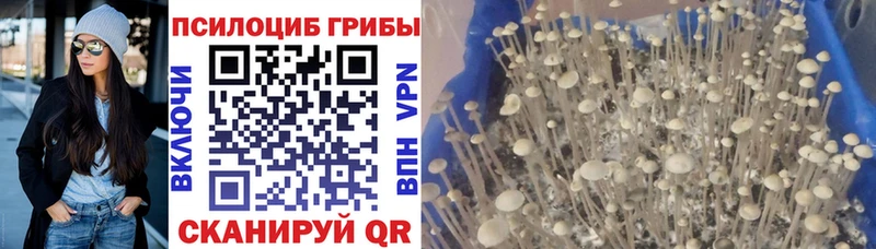 Галлюциногенные грибы мицелий  где купить   Инсар 